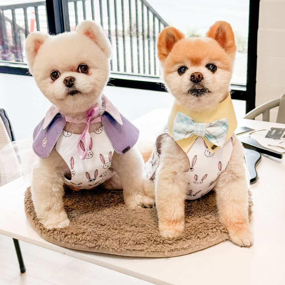 Harley and Lulu @ruffandroll says hello to the Posh Family